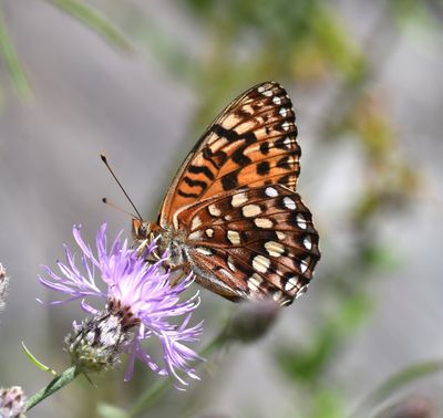 Hydaspe Fritillary: Speyeria hydaspe