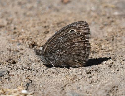Dark Wood Nymph: Cercyonis oetus