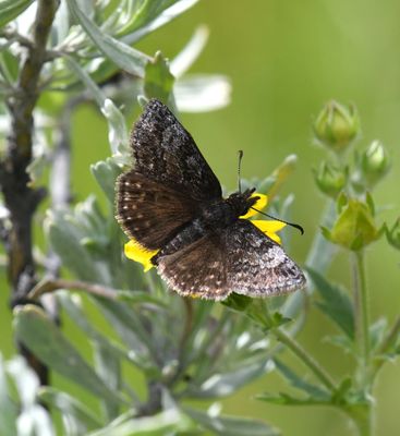 Dreamy Duskywing: Erynnis icelus