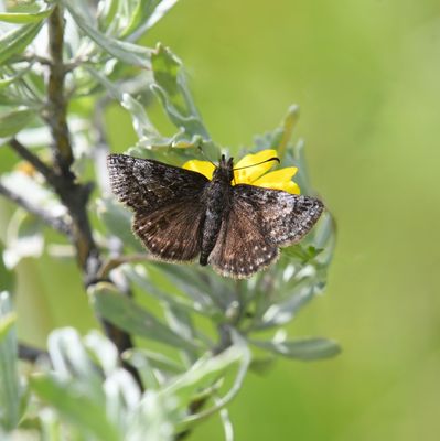 Dreamy Duskywing: Erynnis icelus