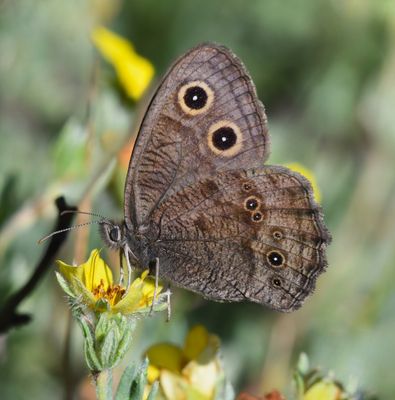 Common Wood Nymph: Cercyonis pegala