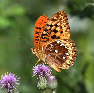 Great Spangled Fritillary: Speyeria cybele