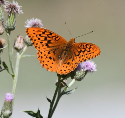 Great Spangled Fritillary: Speyeria cybele