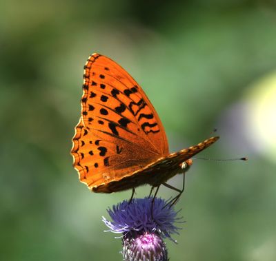Great Spangled Fritillary: Speyeria cybele