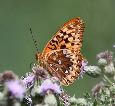 Great Spangled Fritillary: Speyeria cybele