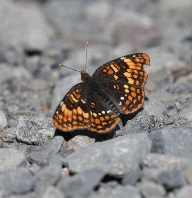 Hoffmann's Checkerspot: Chlosyne hoffmanni