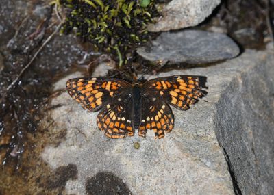 Hoffmann's Checkerspot: Chlosyne hoffmanni