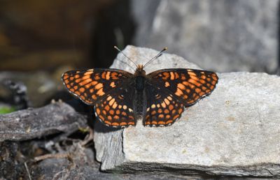 Hoffmann's Checkerspot: Chlosyne hoffmanni