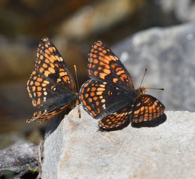 Hoffmann's Checkerspot: Chlosyne hoffmanni