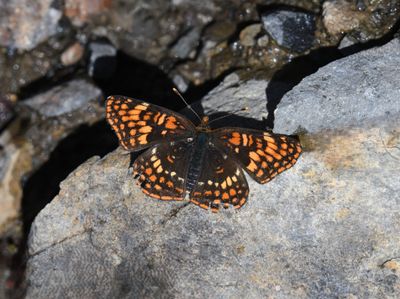 Hoffmann's Checkerspot: Chlosyne hoffmanni