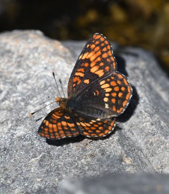 Hoffmann's Checkerspot: Chlosyne hoffmanni