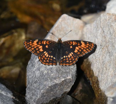 Hoffmann's Checkerspot: Chlosyne hoffmanni
