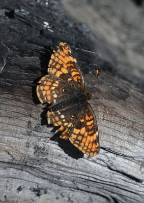 Hoffmann's Checkerspot: Chlosyne hoffmanni