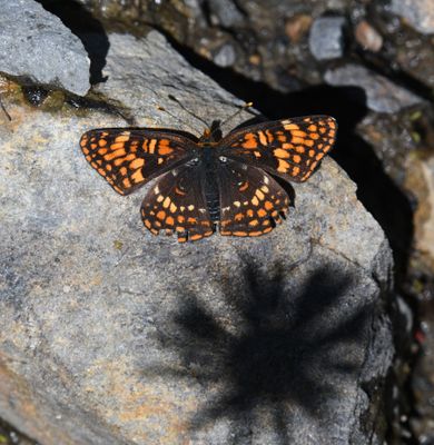 Hoffmann's Checkerspot: Chlosyne hoffmanni