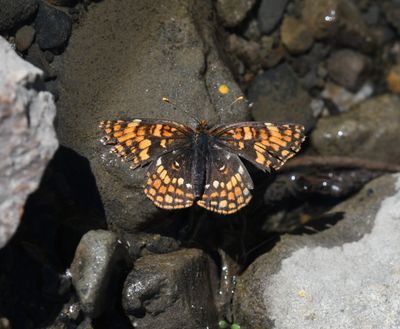 Hoffmann's Checkerspot: Chlosyne hoffmanni