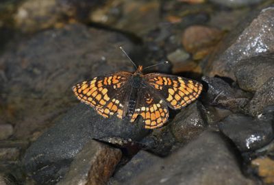 Hoffmann's Checkerspot: Chlosyne hoffmanni