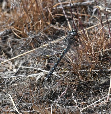 Dragonfly
