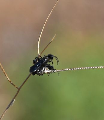 Wasp