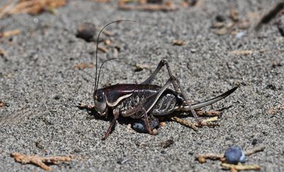 Cricket