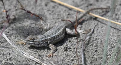Sagebrush Lizard
