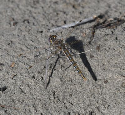 Dragonfly