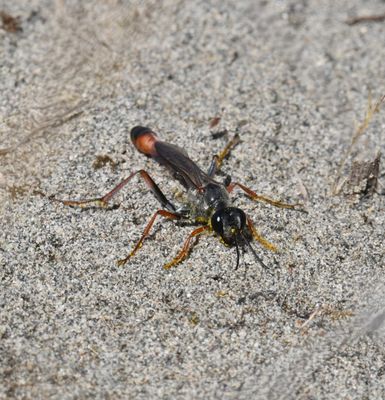 Wasp