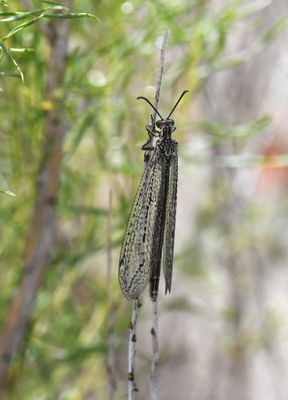 Antlion