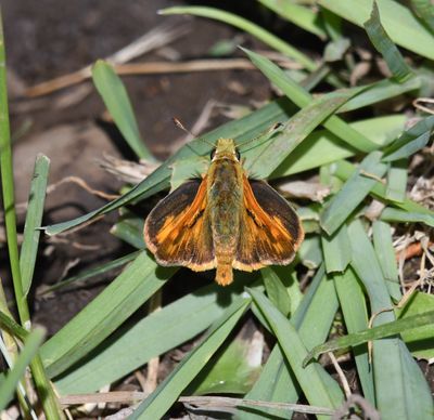 Woodland Skipper: Ochlodes sylvanoides