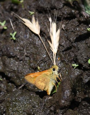 Woodland Skipper: Ochlodes sylvanoides
