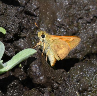 Woodland Skipper: Ochlodes sylvanoides