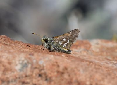 Western Branded Skipper: Hesperia colorado manitoba