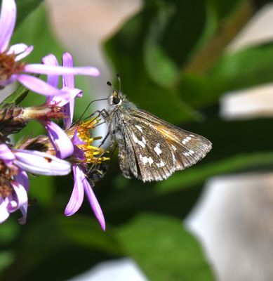 Western Branded Skipper: Hesperia colorado manitoba