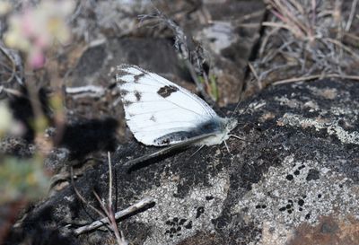 Western White: Pontia occidentalis