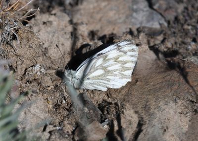 Western White: Pontia occidentalis