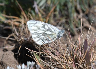 Western White: Pontia occidentalis