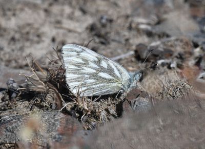 Western White: Pontia occidentalis