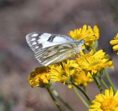 Western White: Pontia occidentalis