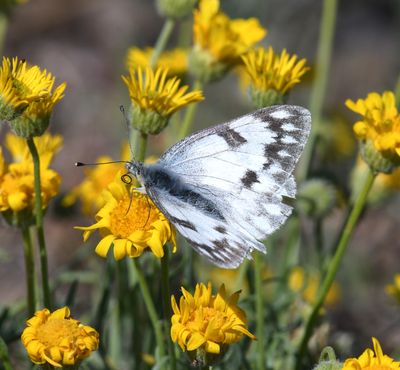 Western White: Pontia occidentalis