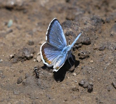 Columbia Blue: Euphilotes columbiae