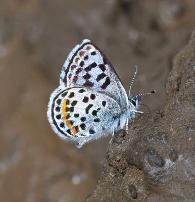 Cascadia Blue: Euphilotes heracleoides