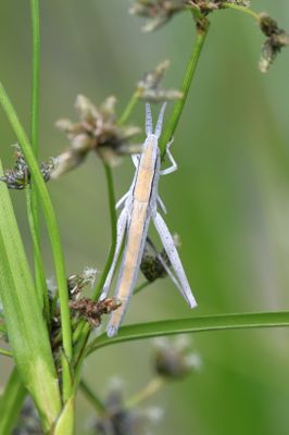 Grasshopper