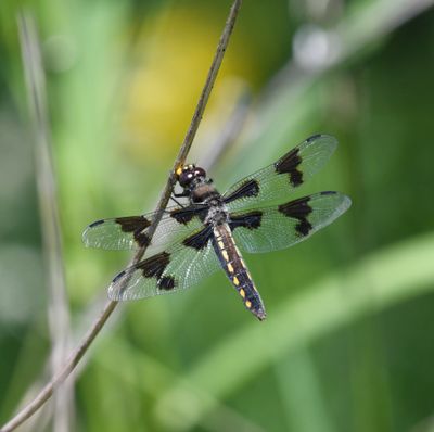 Dragonfly