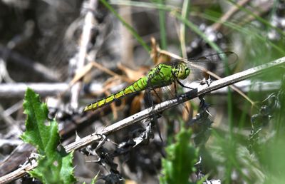Dragonfly