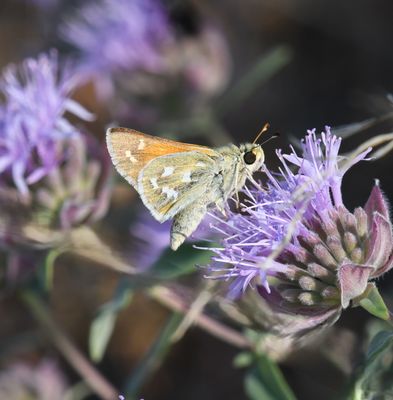 Western Branded Skipper: Hesperia colorado