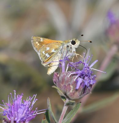 Western Branded Skipper: Hesperia colorado