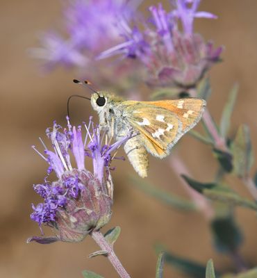 Western Branded Skipper: Hesperia colorado