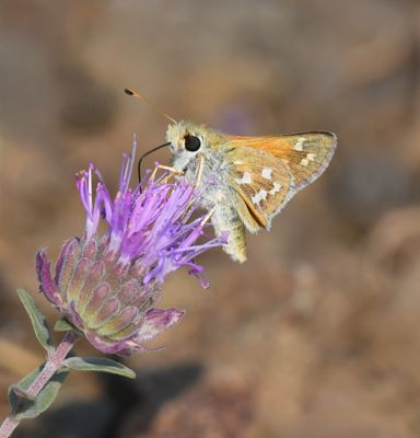 Western Branded Skipper: Hesperia colorado