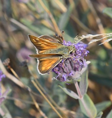 Western Branded Skipper: Hesperia colorado