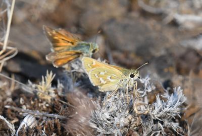 Western Branded Skipper: Hesperia colorado