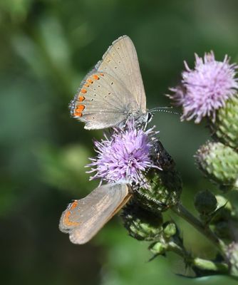 Coral Hairstreak: Satyrium titus